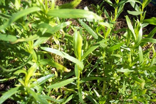 ESTRAGON Artemisia dracunculus