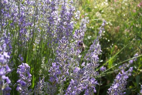 LAVANDE FINE Lavandula augustifolia