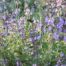 SAUGE Salvia officinalis