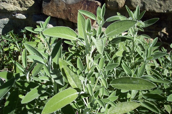 SAUGE Salvia officinalis
