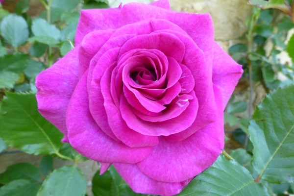 rosier-violette-parfumee-gpt-