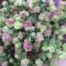 Origanum rotundifolium 'Kent Beauty'