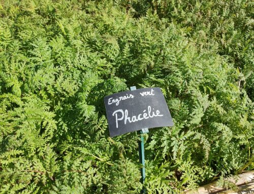 Les conseils jardin du mois – Septembre 2026
