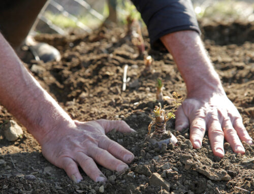 Les conseils jardin du mois – Mars 2026