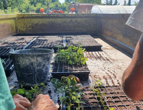 Les conseils jardin du mois – Juillet / août 2025