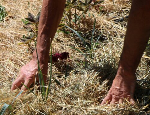Les conseils jardin du mois – Juin 2026