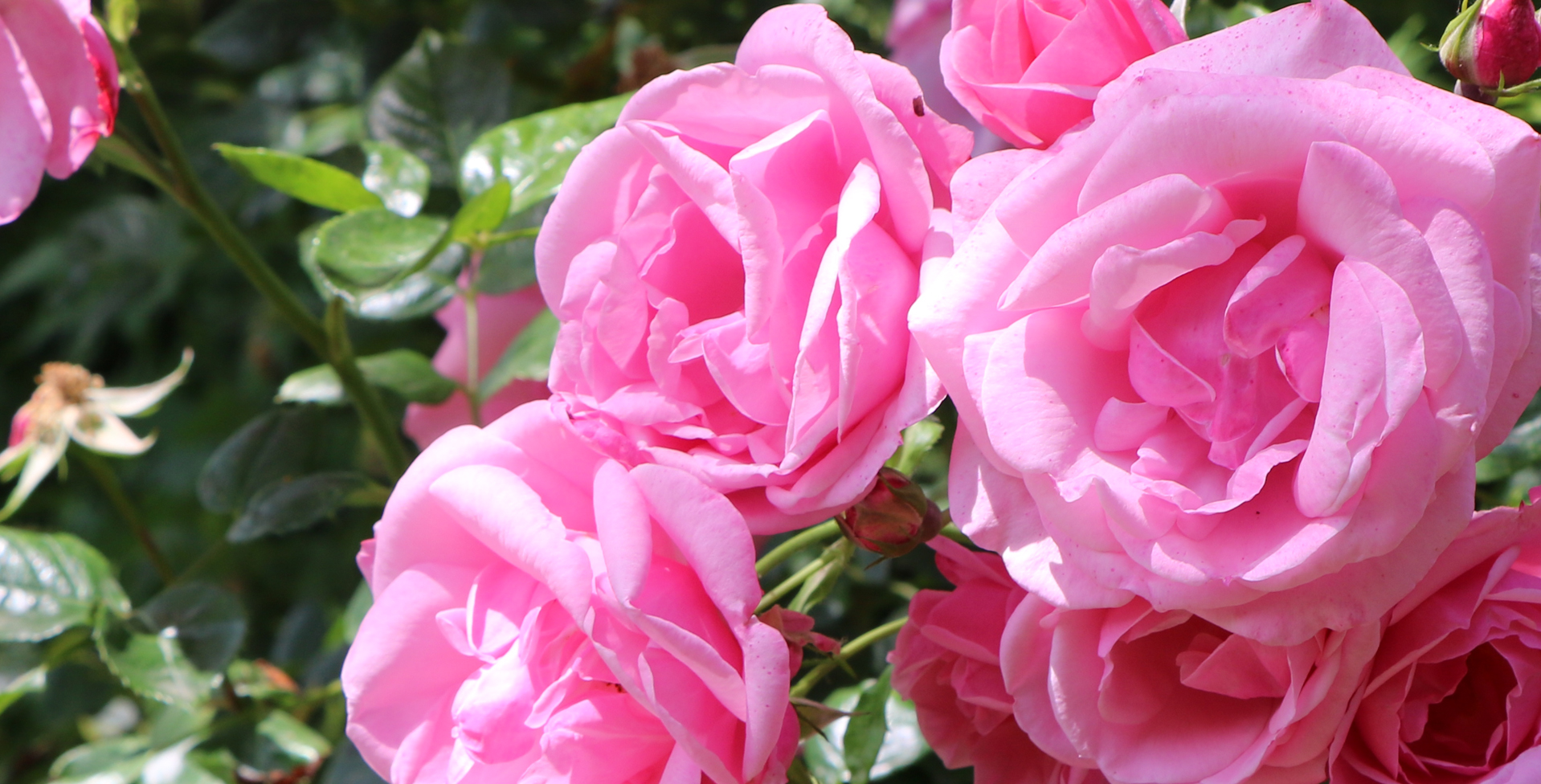 slider-abbayeenrose site