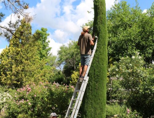 Les conseils jardin du mois – Août / Septembre 2025
