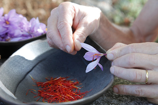 Les stigmates de Safran sont preleves sur les Crocus sativus