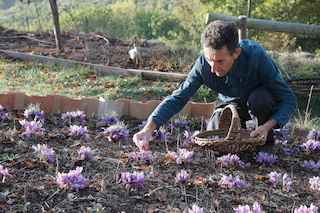 Recolte de Crocus sativus pour les stigmates de Safran