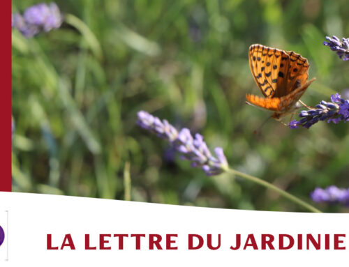 Jardin de l’abbaye de Valsaintes – La lettre du jardinier Juillet 2023