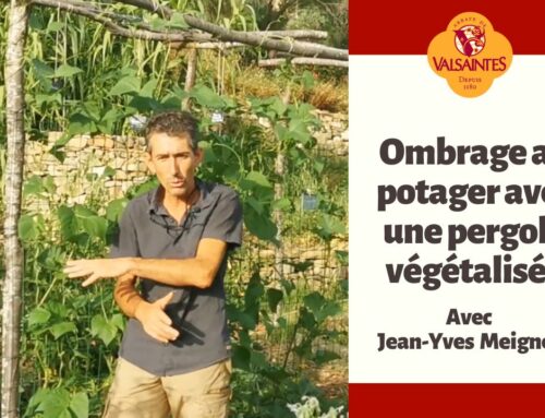 Vidéo : Ombrage au potager avec une pergola végétalisée