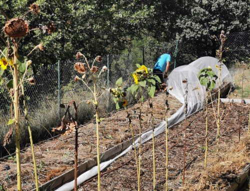 Les conseils jardin du mois – Août 2026