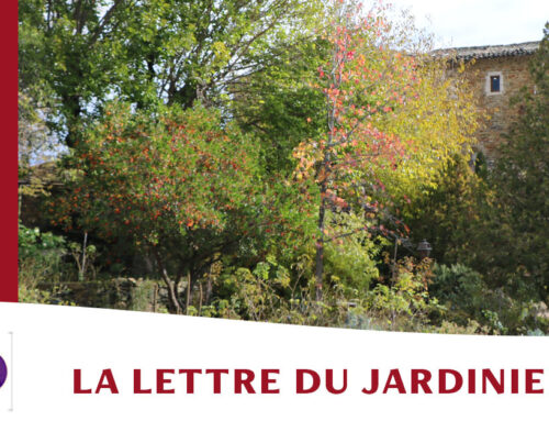 Jardin de l’abbaye de Valsaintes – La lettre du jardinier Novembre 2023