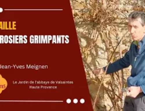 Vidéo : La taille des rosiers grimpants