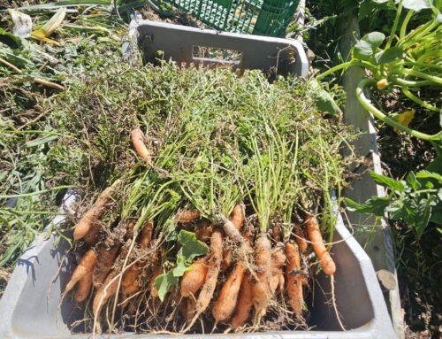 Les jardiniers au fil des saisons – Septembre 2025