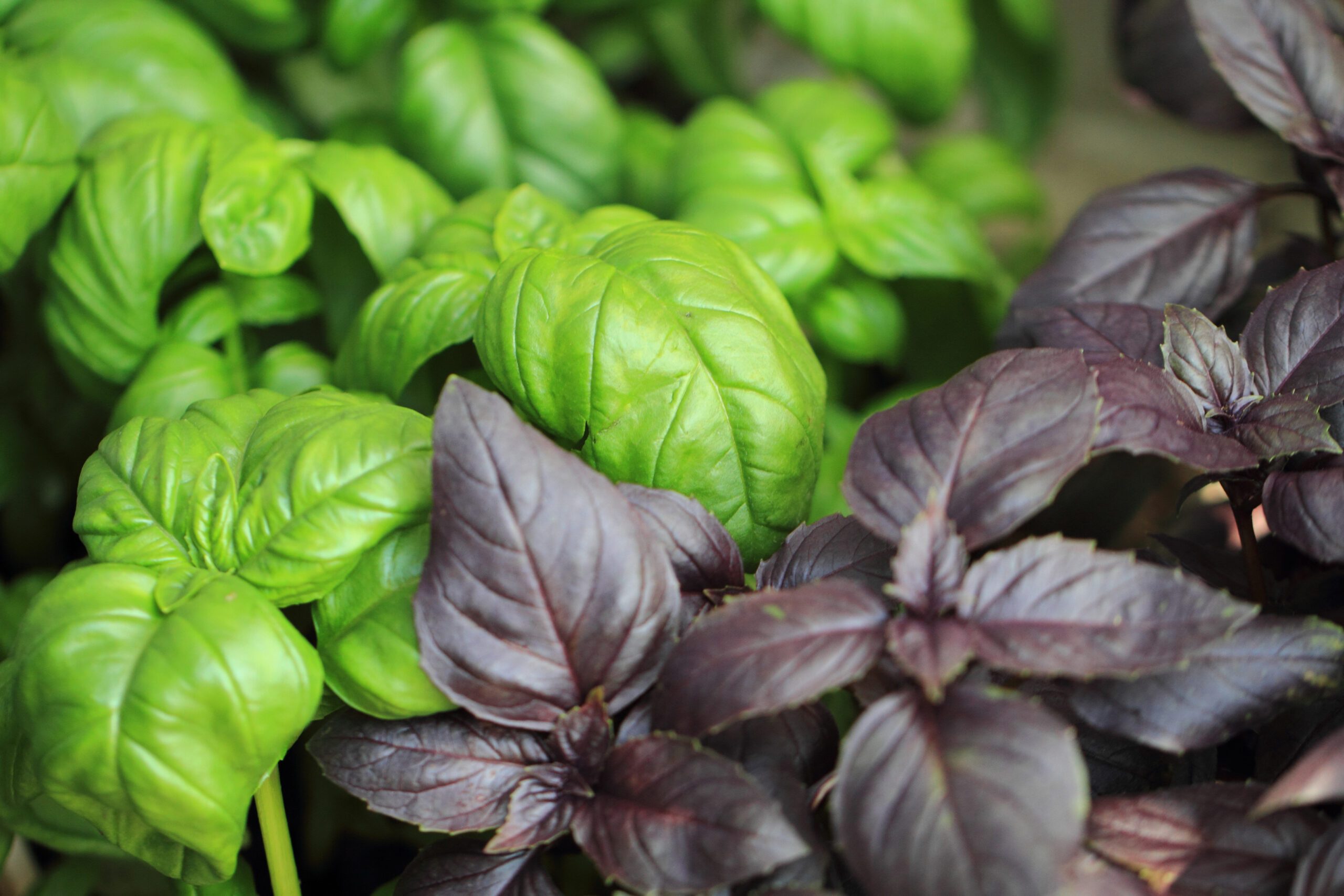basil leaves background