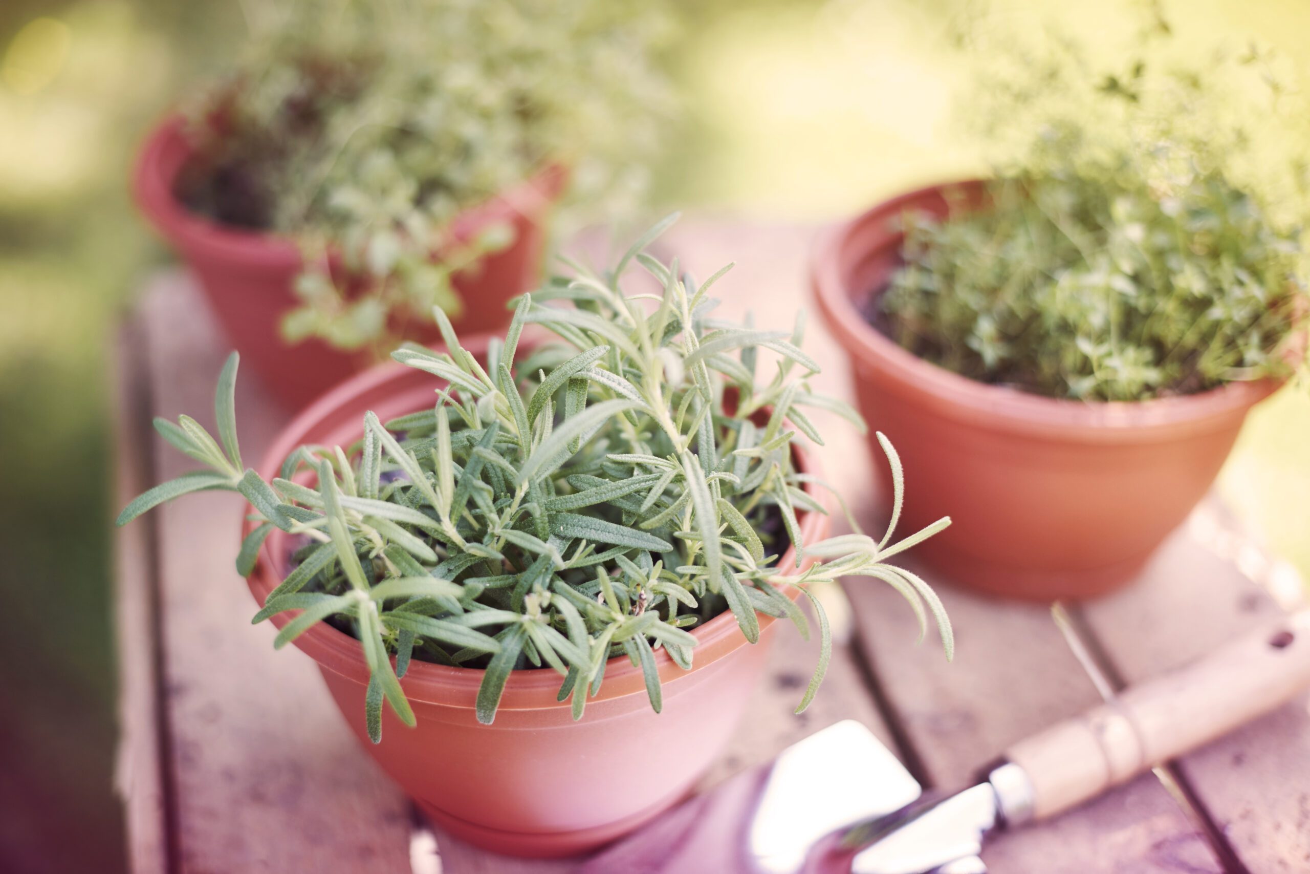 Fresh herbs grown in the pots