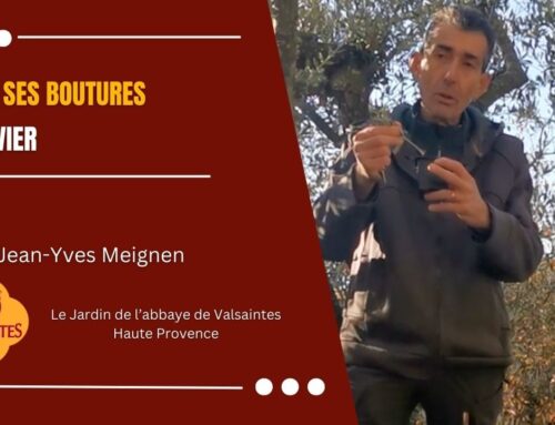 Vidéo : Faire ses boutures d&rsquo;olivier