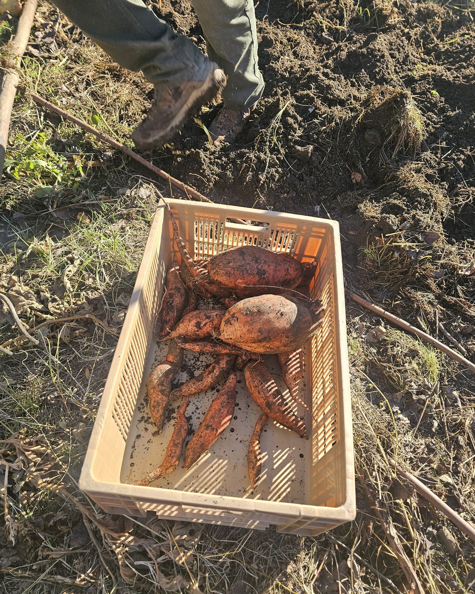 recolte des patates douces valsaintes permaculture