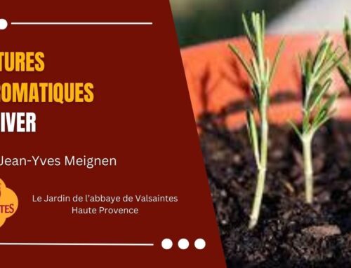 Vidéo : Boutures d&rsquo;aromatiques en hiver