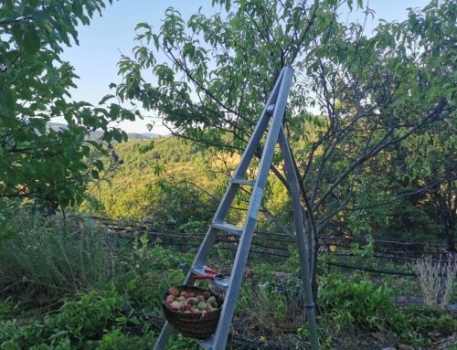 Les jardiniers au fil des saisons – Juillet 2026