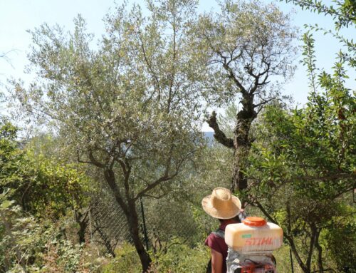 Les conseils jardin du mois – Juillet 2026
