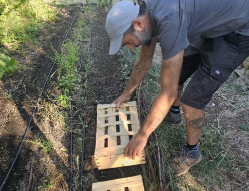 Les jardiniers au fil des saisons – Août 2026