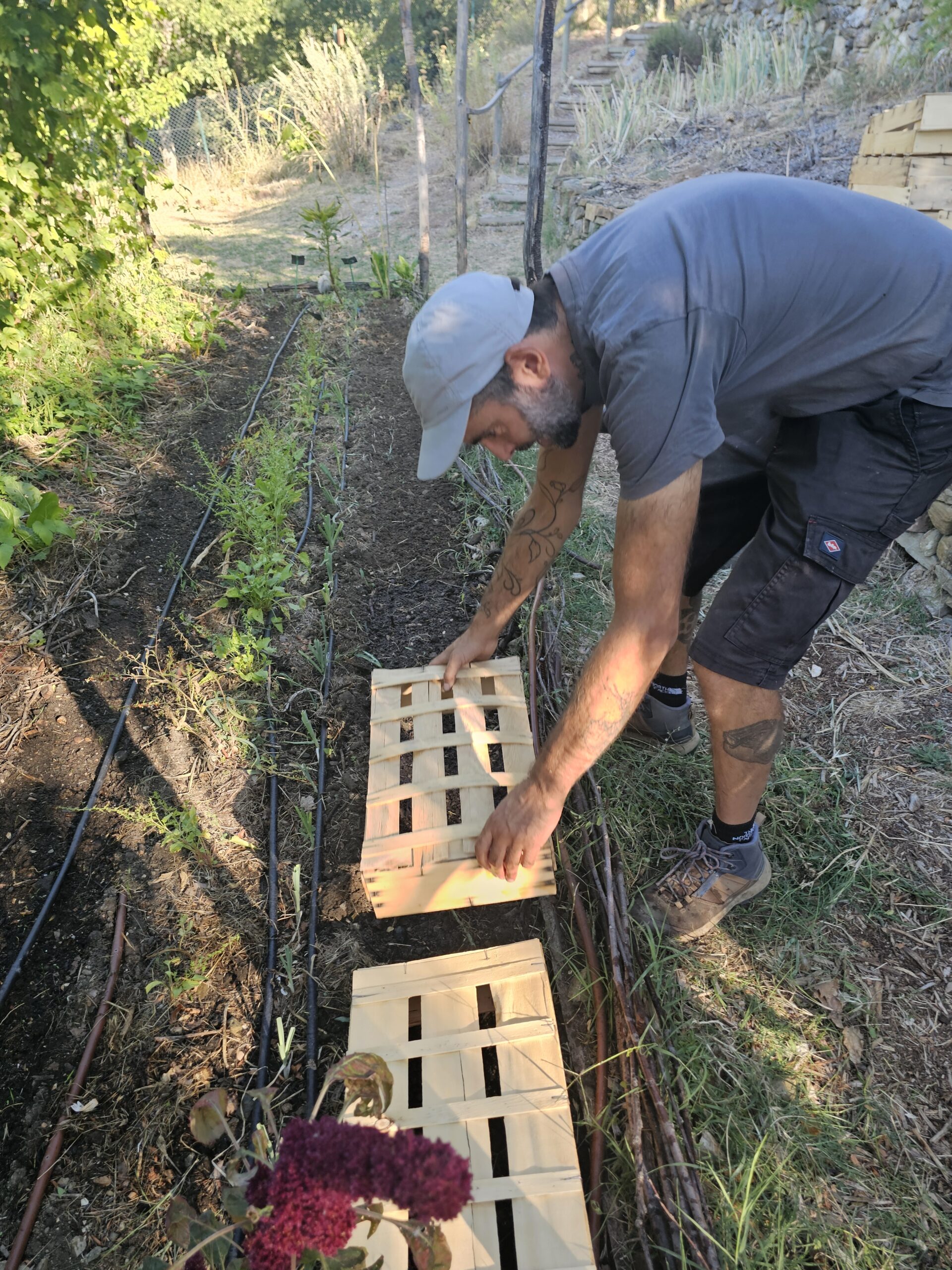 Semis eu potager en permaculture de valsaintes