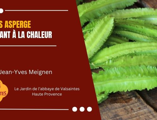Vidéo : Le pois asperge , résistant à la chaleur
